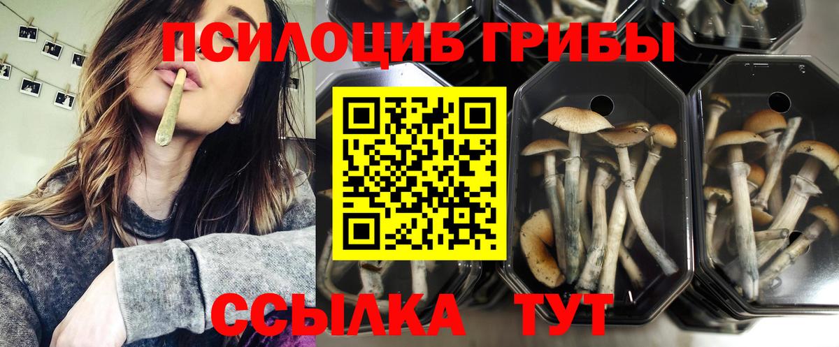 Галлюциногенные грибы Psilocybe Магадан